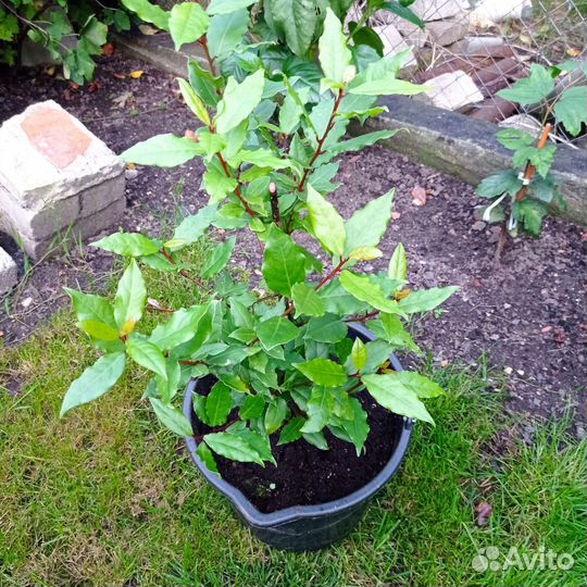 Лавровый лист