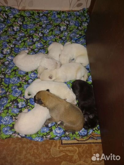 Собаки щенки