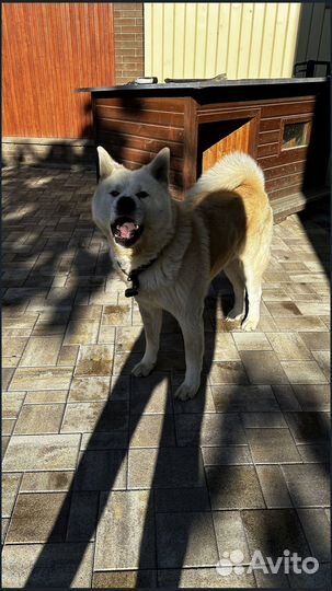 Тротуарная плитка цветная