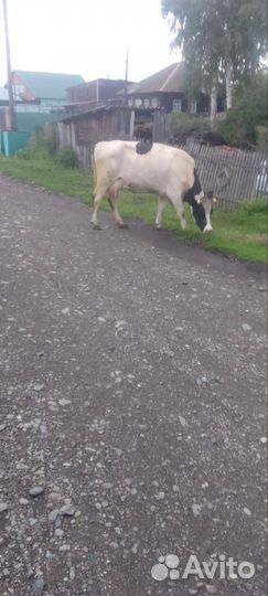 Корова стельная дойная