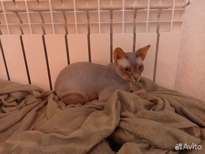 Сфинкс 1.5 года