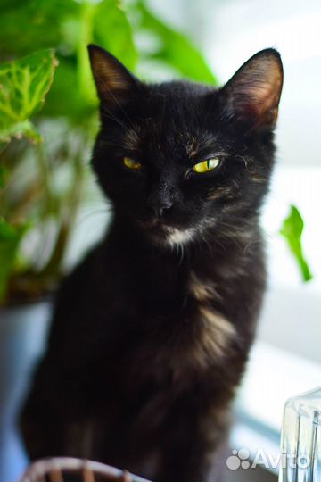 Кошечка Жизелла