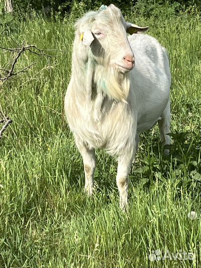 Козел зааненский