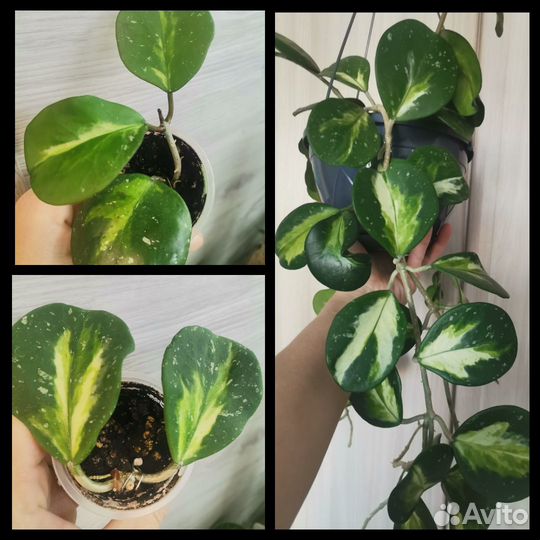 Хойя обовата вариегатная