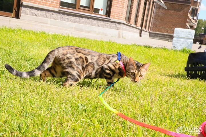 Бенгальский котенок девочка