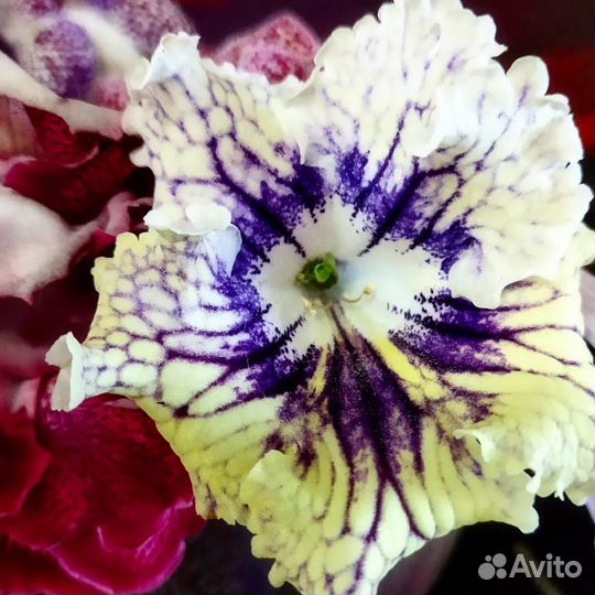 Стрептокарпус