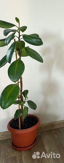 Фикус каучуконосный