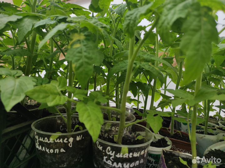 Рассада помидор и перцев