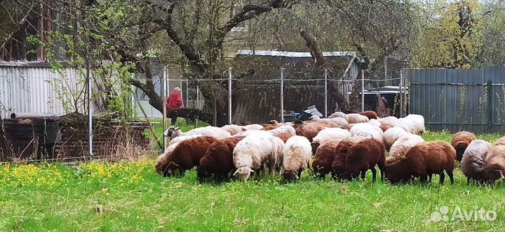 Овцы и Бараны