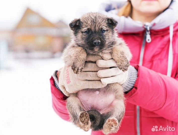 Щенки бесплатно