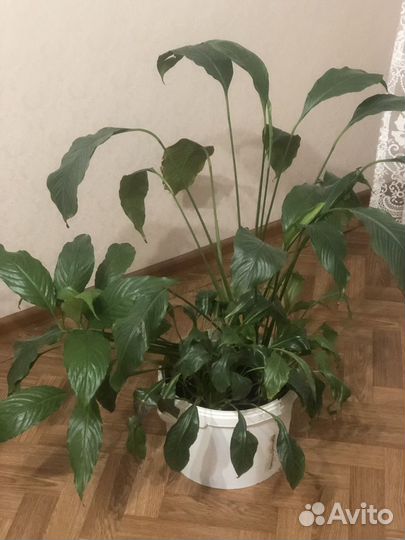 Комнатные цветы