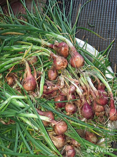 Лук семейный