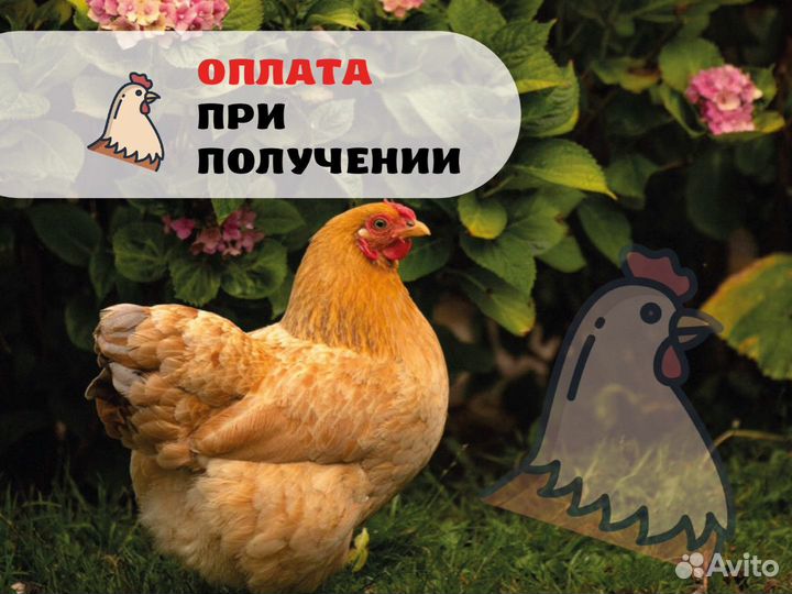 Куры Несушки с доставкой с доставкой