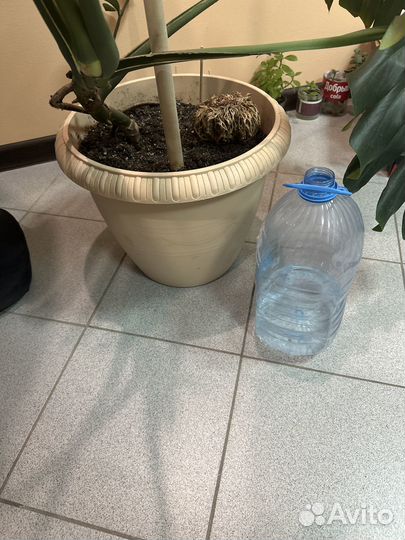 Монстера большая