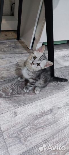 Британский котенок