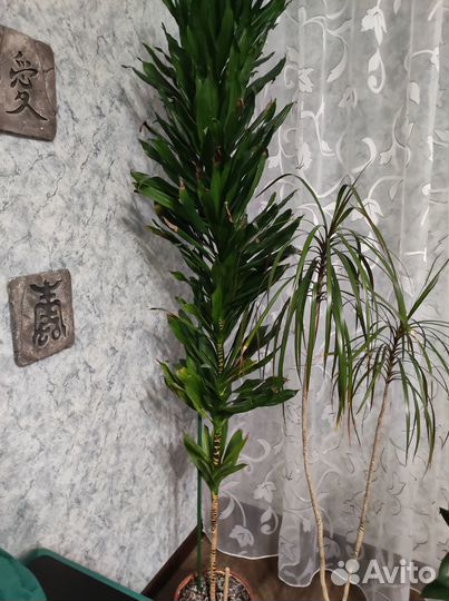 Большой комнатный цветок