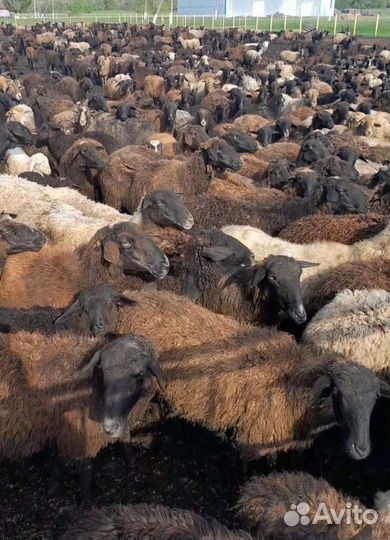 Бараны и овцы
