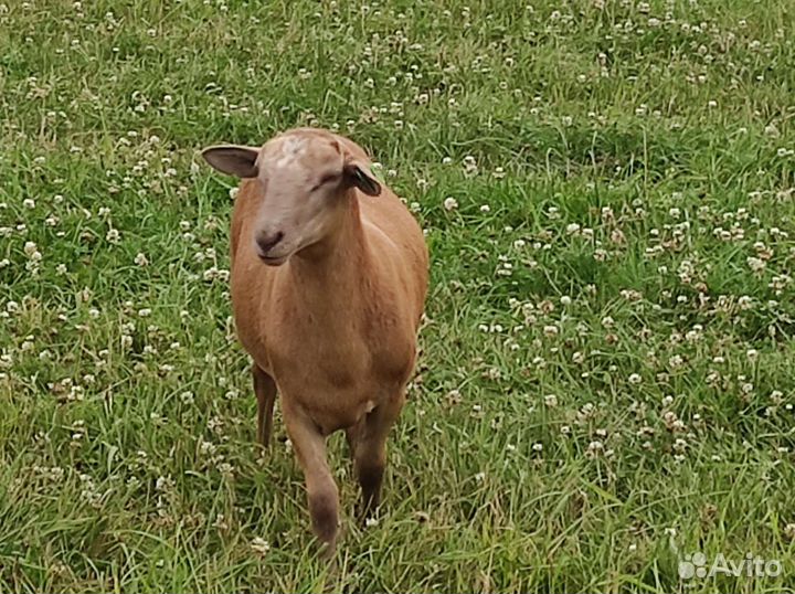 Катумские овцы