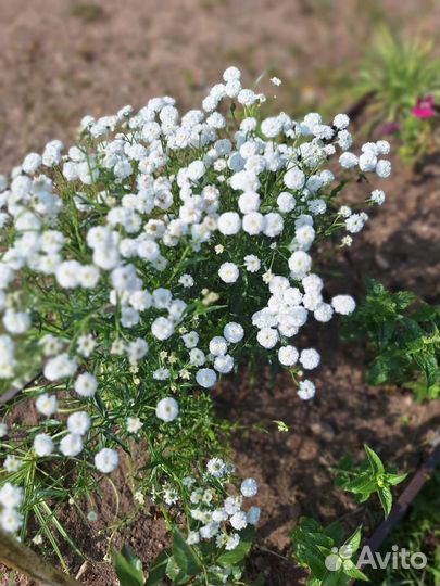 Тысячилистник Птирмтка или Жемчужница