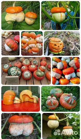 Тыква Красная шапочка