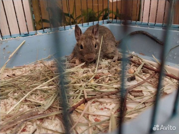 Иглистые мыши и Дегу- Чилийская белка (малыши)