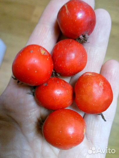 Семена боярышника Арнольда