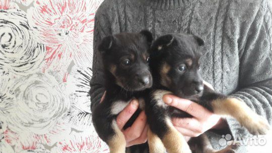 Щенки немецкой овчарки