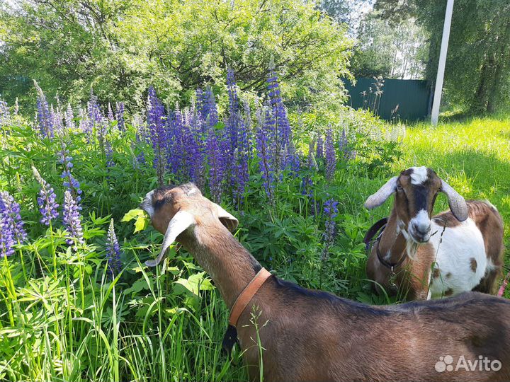 Козье молоко