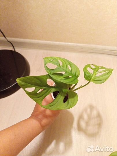 Монстера, Ирезине