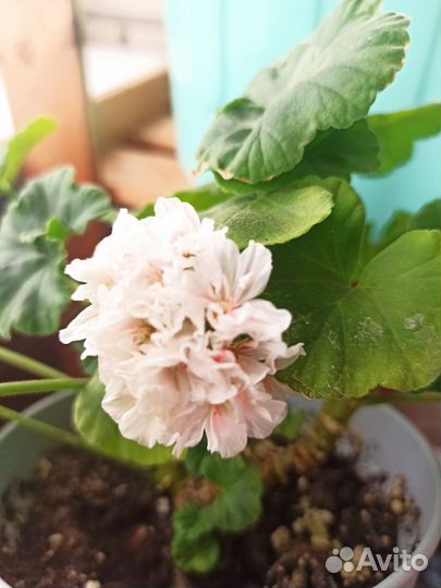 Сортовая пеларгония