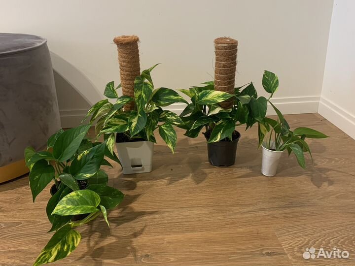 Сциндапсус эпипремнум ауреус комнатные растения