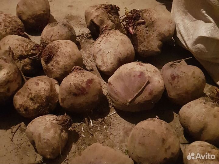 Капуста свекла