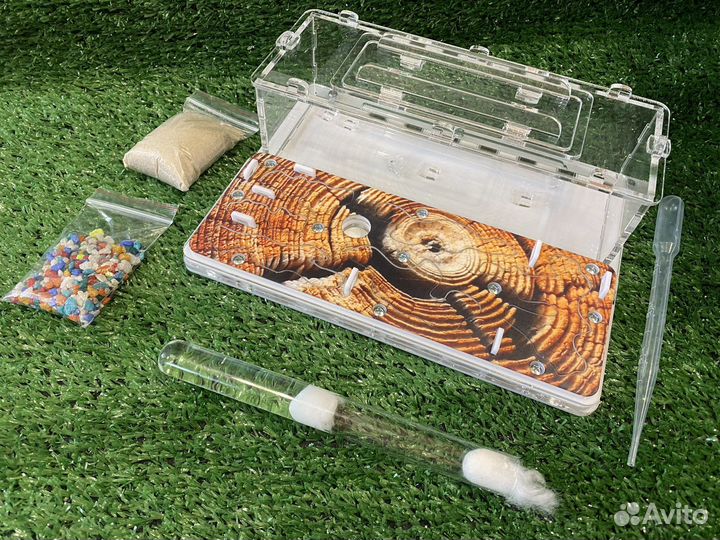 Муравьиная ферма с муравьями+декор в подарок