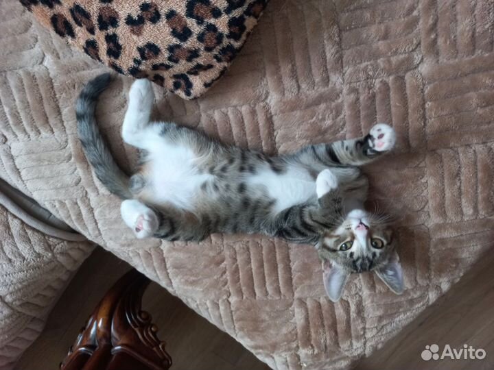 Котенок мальчик в добрые руки