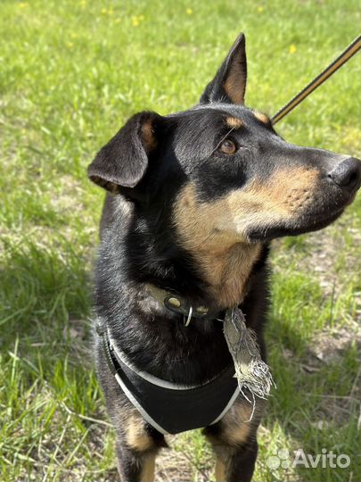 Харизматичный красавчик Ричард из приюта