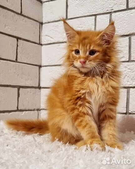 Котята мейн-кун