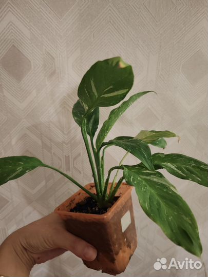 Спатифиллум Джемини