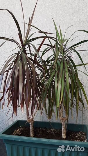 Драцена маргината