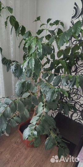 Кофейное дерево