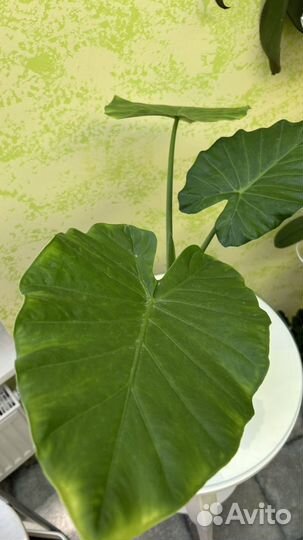 Алоказия крупнокорневищная