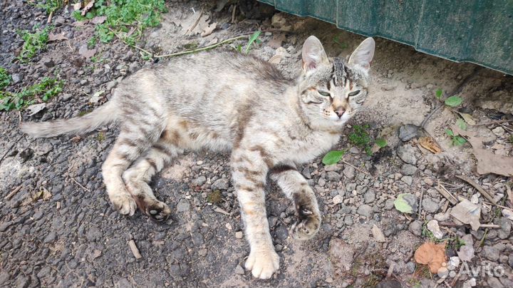 Кошка ищет семью