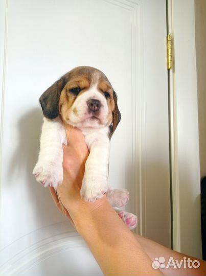 Щенки бигль