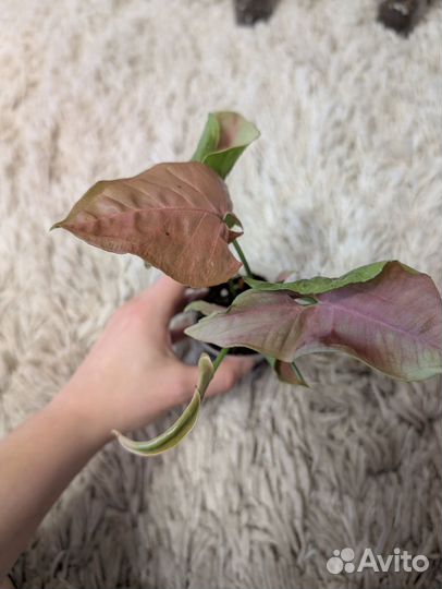 Сингониум неон