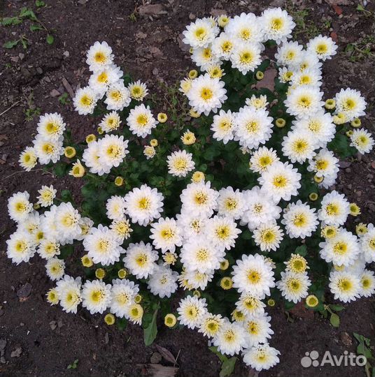 Хризантема мультифлора