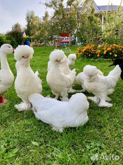 Султанка яйцо, цыплята, куры