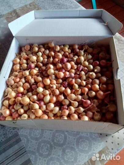 Лук севок