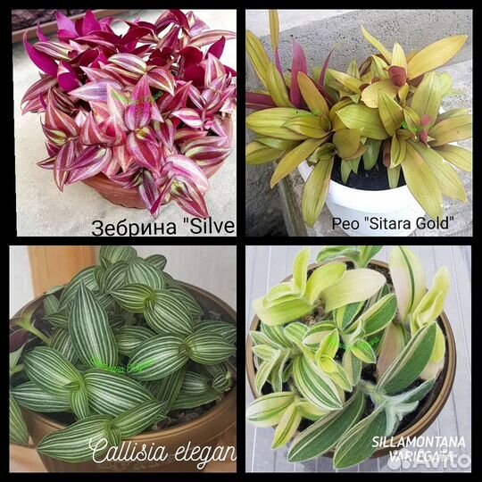 Традесканции наличие августо 2023