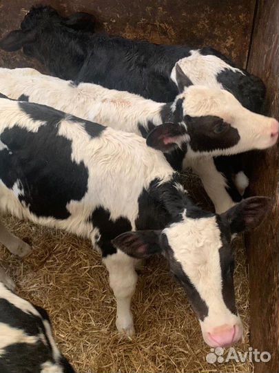 Бычки и телята