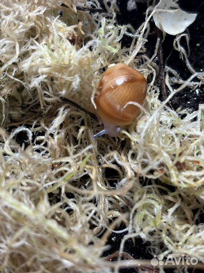 Архахатина маргината овум