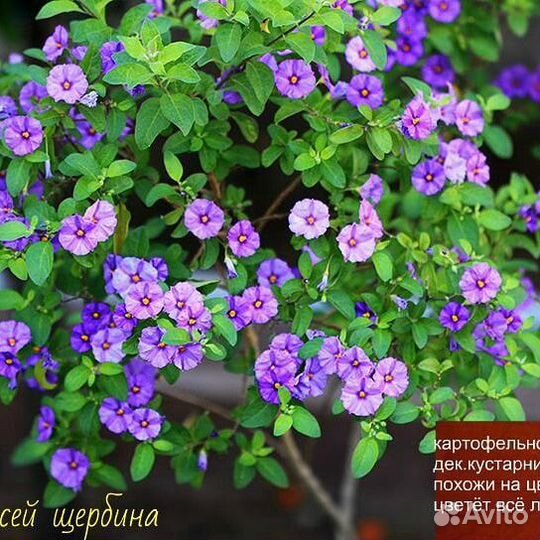 Саженцы глицинии и др.многолетние растения